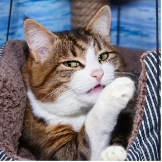 🤔 emoji by: @hijab_girl_stickers #cats Telegram sticker 24 of 25