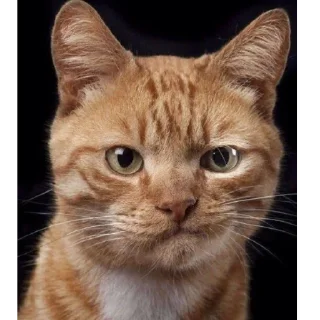 😒 emoji by: @hijab_girl_stickers #cats Telegram sticker 9 of 25