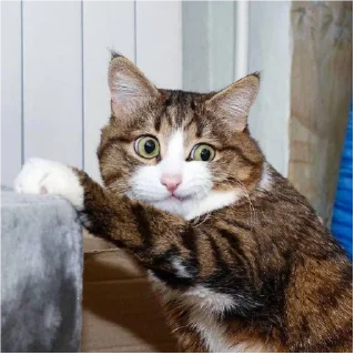 🥲 emoji by: @hijab_girl_stickers #cats Telegram sticker 22 of 25