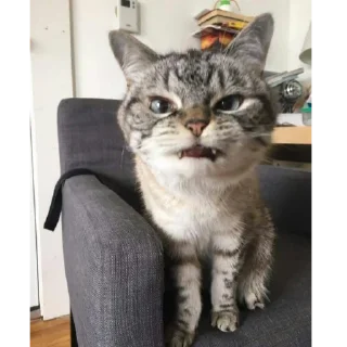 🧐 emoji by: @hijab_girl_stickers #cats Telegram sticker 10 of 25