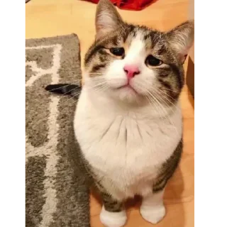 😥 emoji by: @hijab_girl_stickers #cats Telegram sticker 20 of 25