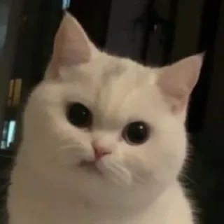 😟 emoji by: @hijab_girl_stickers #cats Telegram sticker 17 of 25