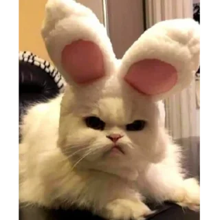 😠 emoji by: @hijab_girl_stickers #cats Telegram sticker 15 of 25