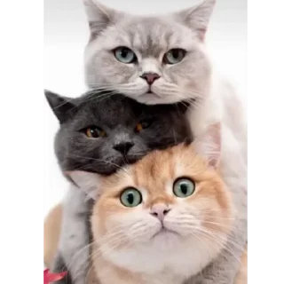 🙄 emoji by: @hijab_girl_stickers #cats Telegram sticker 12 of 25