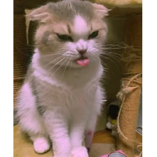 😠 emoji by: @hijab_girl_stickers #cats Telegram sticker 14 of 25