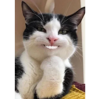 😀 emoji by: @hijab_girl_stickers #cats Telegram sticker 7 of 25