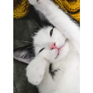 🙃 emoji by: @hijab_girl_stickers #cats Telegram sticker 18 of 25