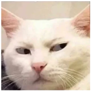 😒 emoji by: @hijab_girl_stickers #cats Telegram sticker 11 of 25
