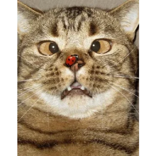 🙄 emoji by: @hijab_girl_stickers #cats Telegram sticker 5 of 25