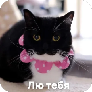 Sticker from Котяры