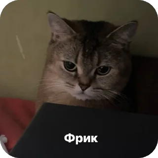 Sticker from Котяры