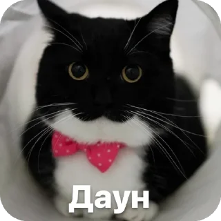 Sticker from Котяры