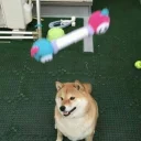 😮 emoji Doge Telegram sticker 10 of 57