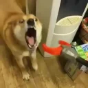 😡 emoji Doge Telegram sticker 21 of 57