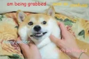 👻 emoji Doge Telegram sticker 13 of 57