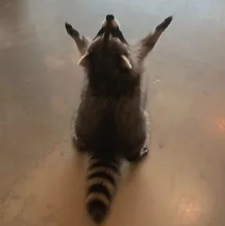 Sticker from Raccoon