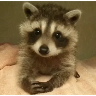 Sticker from Cute Raccoon