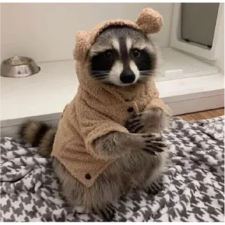 Sticker from Cute Raccoon