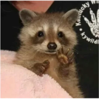 Sticker from Cute Raccoon