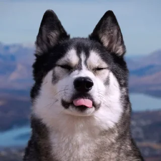 Sticker from Husky reactions