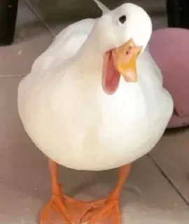 😄 emoji 🦢Swanbutgoose🪿 Telegram sticker 5 of 77