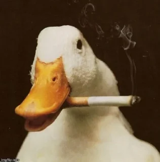 🚬 emoji 🦢Swanbutgoose🪿 Telegram sticker 24 of 77