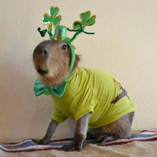 ☘️ emoji Capybara Telegram sticker 15 of 15