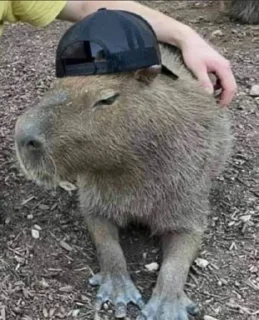 🧢 emoji Capybara Telegram sticker 10 of 15
