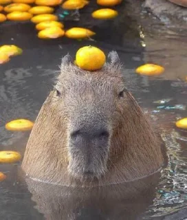 🍊 emoji Capybara Telegram sticker 12 of 15