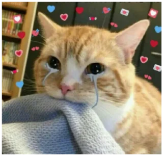 Sticker from Cats