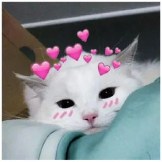 Sticker from Cats
