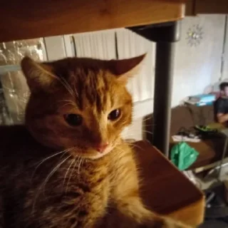Sticker from Это котики?