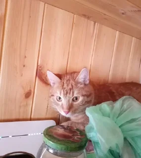 Sticker from Это котики?