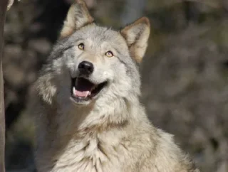 😄 emoji Wolf Telegram sticker 7 of 53