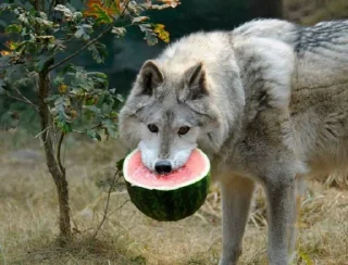 🍉 emoji Wolf Telegram sticker 17 of 53