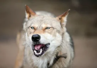 Sticker from Wolf