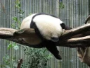 😴 emoji Panda Telegram sticker 10 of 47