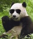 😎 emoji Panda Telegram sticker 24 of 47