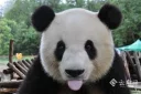 🤪 emoji Panda Telegram sticker 9 of 47