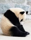 🙁 emoji Panda Telegram sticker 16 of 47