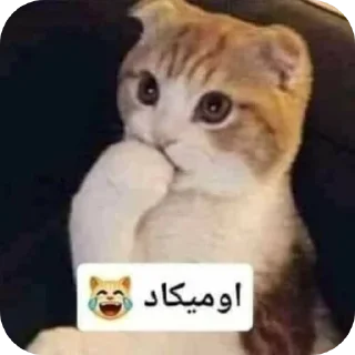🐱 emoji Hehe Telegram sticker 17 of 35