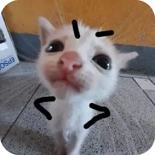 🐱 emoji Hehe Telegram sticker 13 of 35