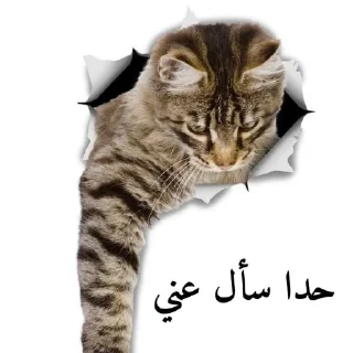 🐱 emoji Hehe Telegram sticker 16 of 35