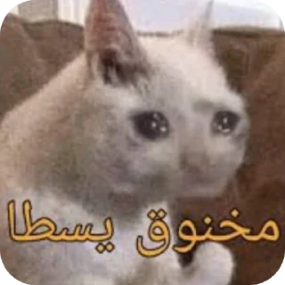 🐱 emoji Hehe Telegram sticker 18 of 35