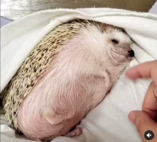 🌟 emoji @Saylnc Telegram sticker 23 of 106