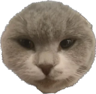 🌑 emoji Coco Telegram sticker 21 of 61