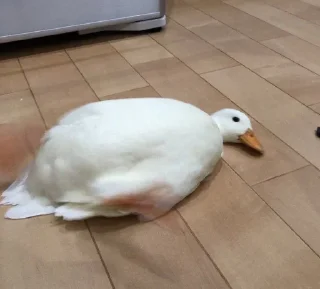 🤕 emoji 🦢Swanbutgoose🪿 Telegram sticker 18 of 77