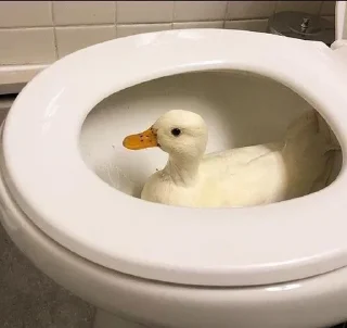 🚽 emoji 🦢Swanbutgoose🪿 Telegram sticker 9 of 77