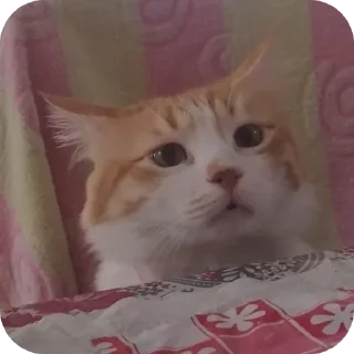 🛋 emoji IELTS_Jahani Telegram sticker 23 of 112