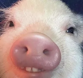 🐷 emoji 🍓Strawberry🍓 Telegram sticker 6 of 8